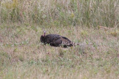 Wild Turkey
