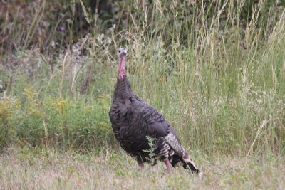 Wild Turkey