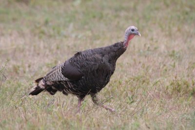 Wild Turkey