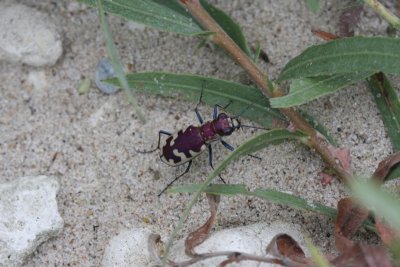 Tiger Beetle
