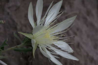 Sand Lily
