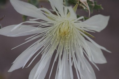 Sand Lily