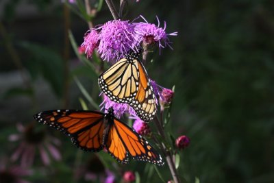 Monarchs