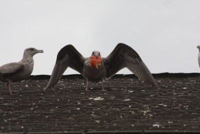 Herring Gulls