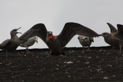 Herring Gulls