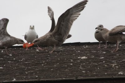 Herring Gulls
