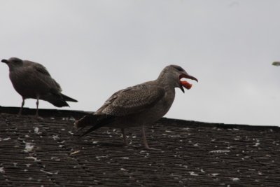 Herring Gulls