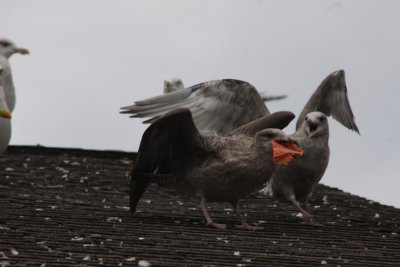 Herring Gulls