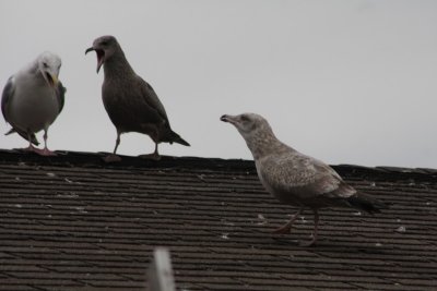 Herring Gulls