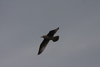 Herring Gull