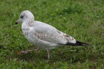 Herring Gull