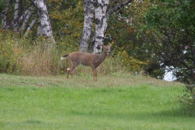 White-tailed Deer