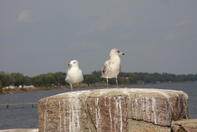 Ringed-billed Gull & Herring Gull