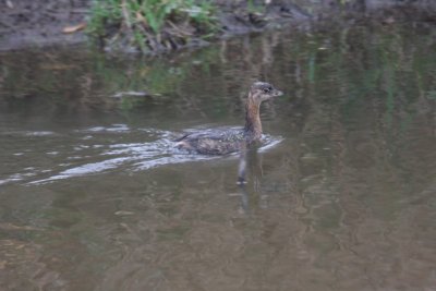 Pied-Billed Grebe