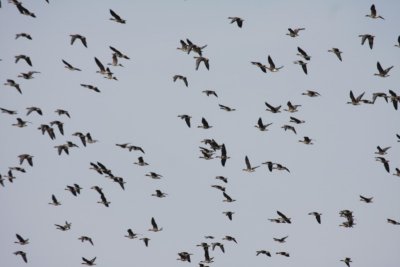 Greater white-fronted geese