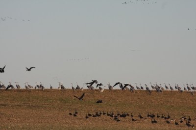 Sandhill Cranes & Greater White-Fronted GeeseNear Quivira NWRNovember 2008