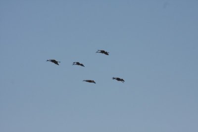 Sandhill CranesNear Quivira NWRNovember 2008