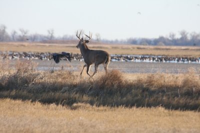White-Tailed deer and Great Blue Heron