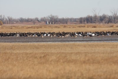 Greater white-fronted geese & Snow geese