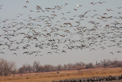 Greater white-fronted geese & Snow geese