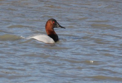 Canvasback