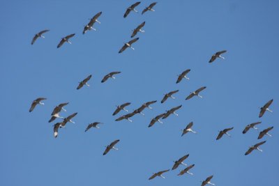 Sandhill CranesNear  Salt Plains NWRNovember 2008