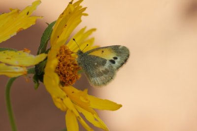 Dainty Sulphur