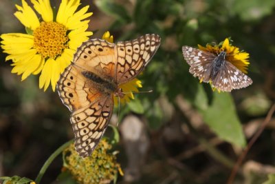 Variegated Fritillary and Common Checkered Skipper