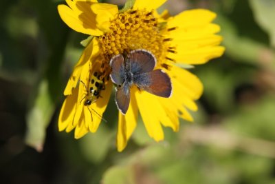 Western Pygmy-Blue With A Spotted Cucumber Beetle