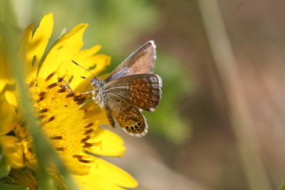 Western Pygmy-Blue