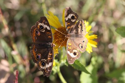 Common Buckeyes