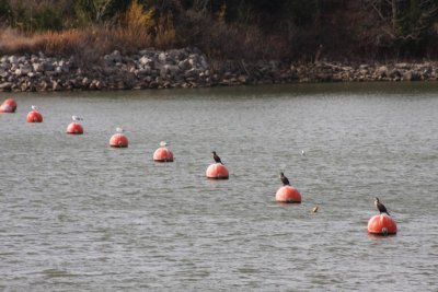Cormorants and Gulls Lined Up On Canton Lake