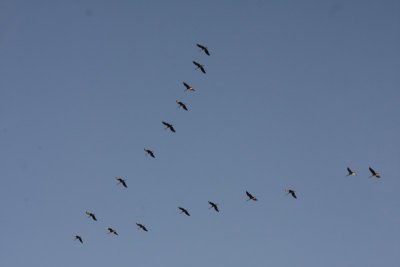 Sandhill Cranes Salt Plains NWRNovember 2008
