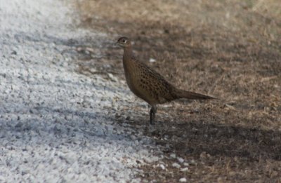 Ring Necked Pheasant (female)