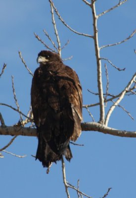 Bald Eagle (immature)