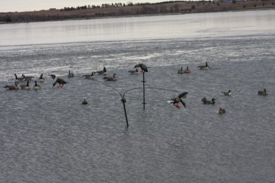 Decoys, One and All