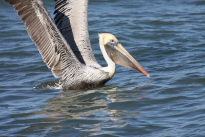 Brown Pelican