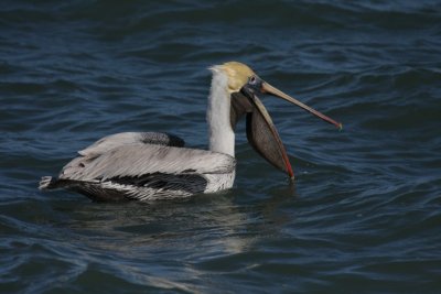 Brown Pelican