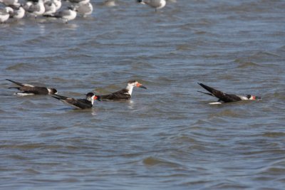 Black Skimmers