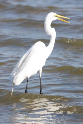 Great Egret