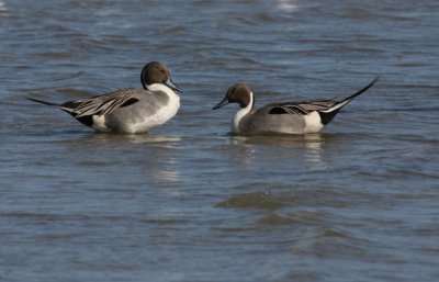 Northern Pintails