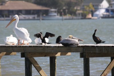 American White Pelican, Neotropic Cormorant, and Brown Pelican