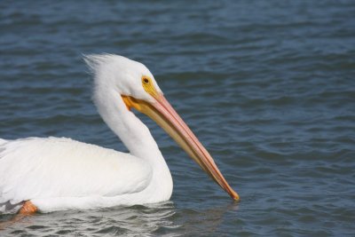 American white pelican