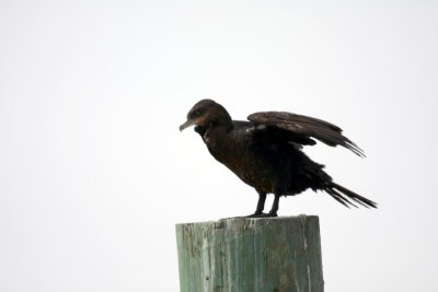 Neotropical Cormorant