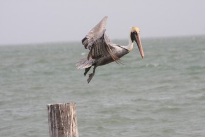 Brown Pelican