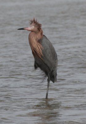 Reddish Egret
