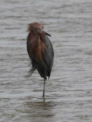 Reddish Egret