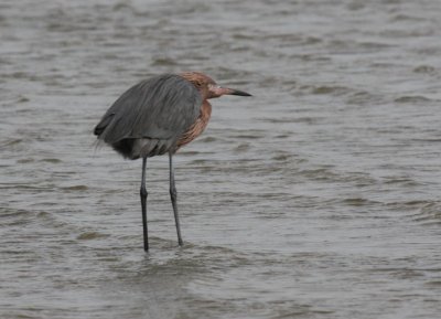 Reddish Egret