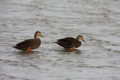 Mottled Ducks