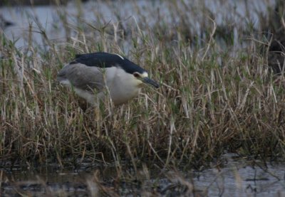 Black-Crowned Night-Heron